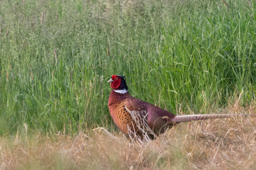 pheasant-4481.jpg
